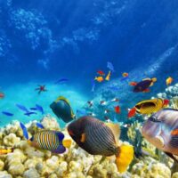 Combo Tour VIP + Buceo en San Andrés Islas