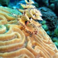 Combo Tour VIP + Buceo en San Andrés Islas