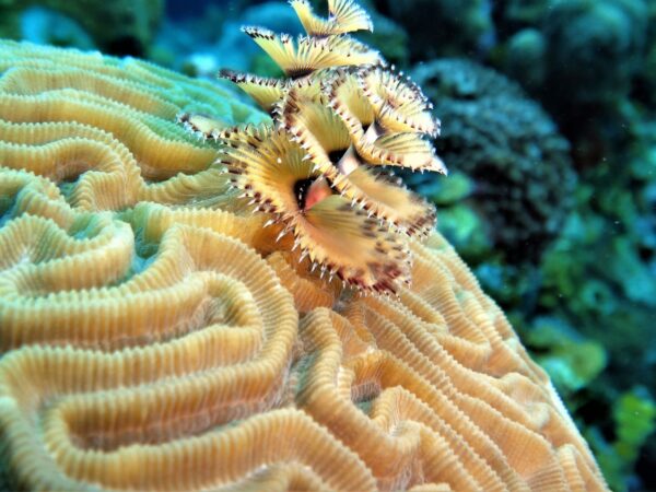 Combo Tour VIP + Buceo en San Andrés Islas