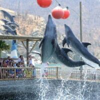 Combo Acuario con Show de Delfines y Playa Blanca + Fiesta Blanca en Catamarán en Santa Marta