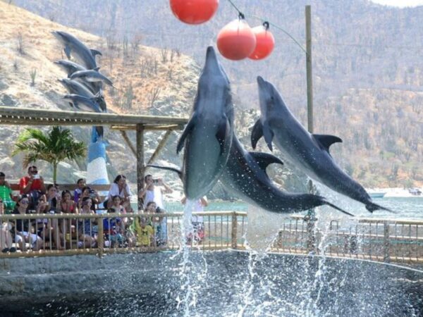 Combo Acuario con Show de Delfines y Playa Blanca + Fiesta Blanca en Catamarán en Santa Marta