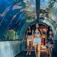Combo Acuario con Show de Delfines y Playa Blanca + Fiesta Blanca en Catamarán en Santa Marta