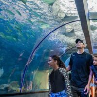 Combo Acuario con Show de Delfines y Playa Blanca + Fiesta Blanca en Catamarán en Santa Marta
