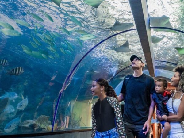 Combo Acuario con Show de Delfines y Playa Blanca + Fiesta Blanca en Catamarán en Santa Marta