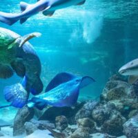 Combo Acuario con Show de Delfines y Playa Blanca + Fiesta Blanca en Catamarán en Santa Marta