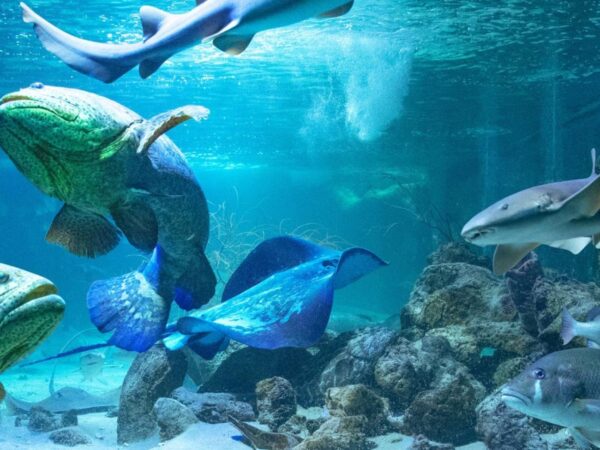 Combo Acuario con Show de Delfines y Playa Blanca + Fiesta Blanca en Catamarán en Santa Marta