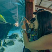 Combo Acuario con Show de Delfines y Playa Blanca + Fiesta Blanca en Catamarán en Santa Marta