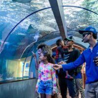 Combo Acuario con Show de Delfines y Playa Blanca + Fiesta Blanca en Catamarán en Santa Marta