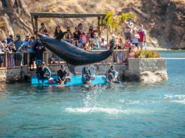 Combo Acuario con Show de Delfines y Playa Blanca + Fiesta Blanca en Catamarán en Santa Marta