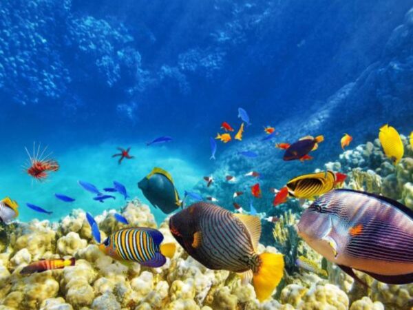 Combo Tour Bahía en Pontón + Buceo + Vuelta a la Isla en Chiva San Andrés