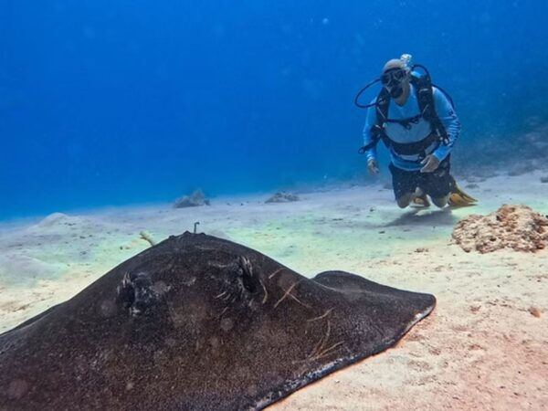 Combo Tour Bahía en Pontón + Buceo + Vuelta a la Isla en Chiva San Andrés
