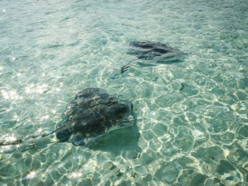 Tour VIP en San Andrés Islas: Johnny Cay y Acuario | Exploria®