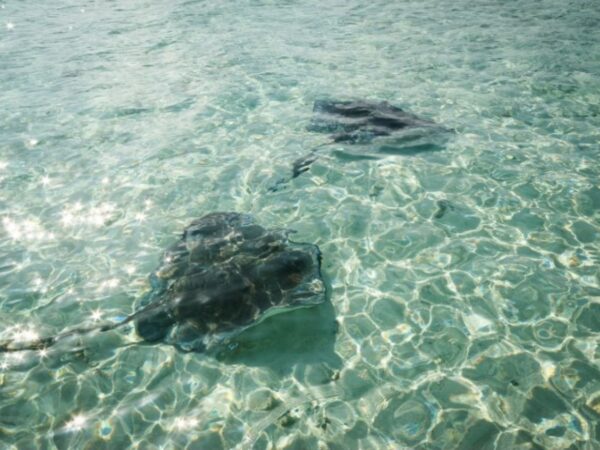 Combo Tour VIP + Buceo en San Andrés Islas