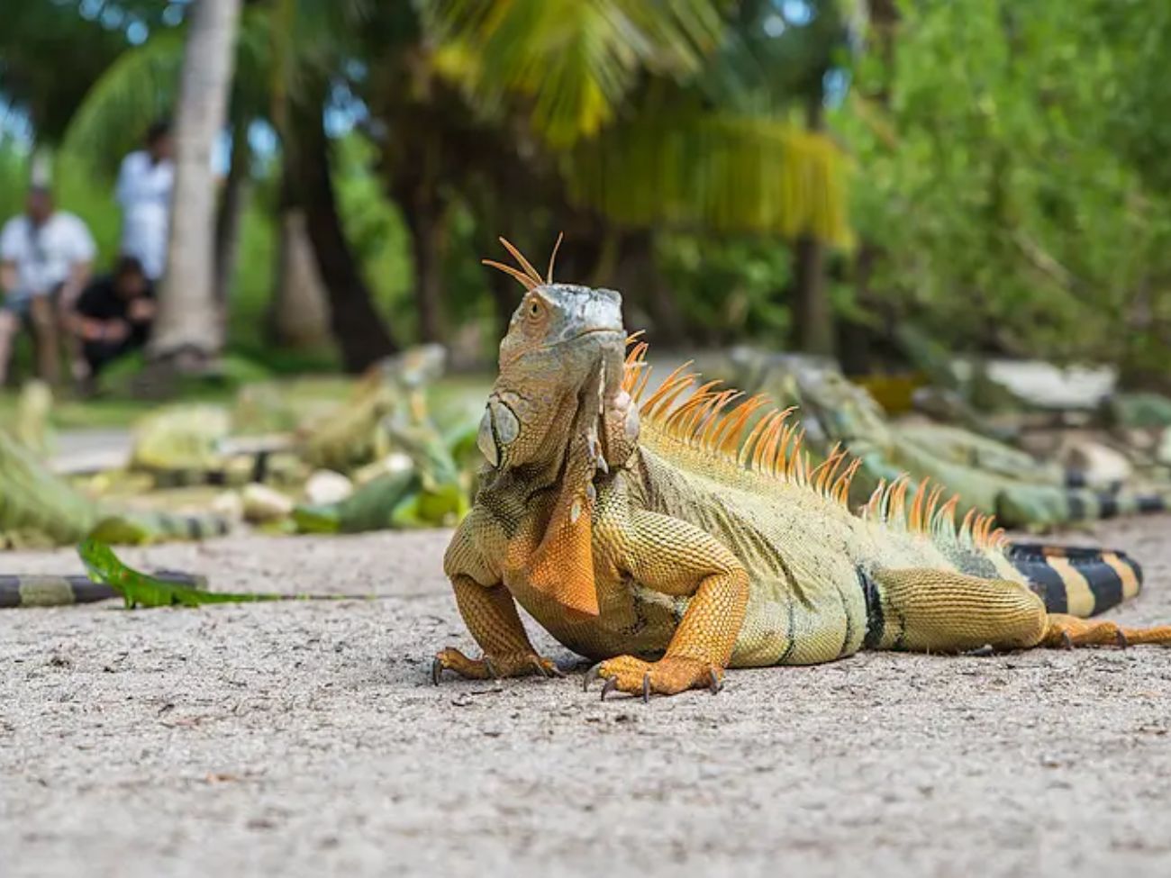 Playa Johnny Cay San Andrés