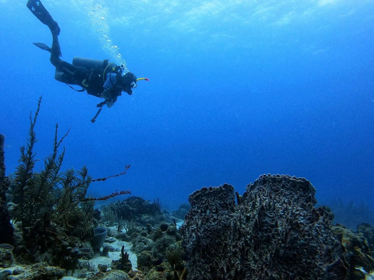 Buceo arrecifes de coral